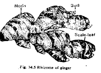 CBSE Class 12 Biology Reproduction In Organisms Worksheet Set B