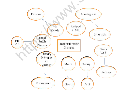 CBSE Class 12 Biology Reproduction in Organisms Notes 1