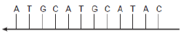 CBSE Class 12 Biology Sample Paper 2022 Set D Solved 3