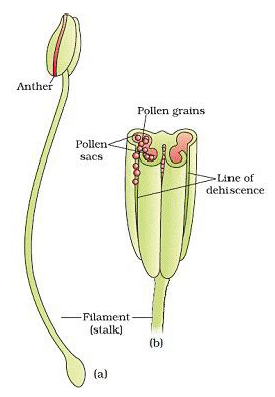 CBSE Class 12 Biology Sexual Reproduction In Flowering Plants Worksheet Set A Solved 2