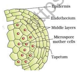 CBSE Class 12 Biology Sexual Reproduction In Flowering Plants Worksheet Set A Solved 3