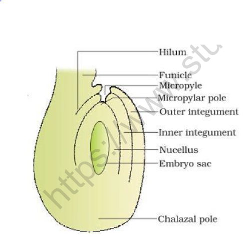 CBSE Class 12 Biology Sexual Reproduction In Flowering Plants Worksheet Set B 1