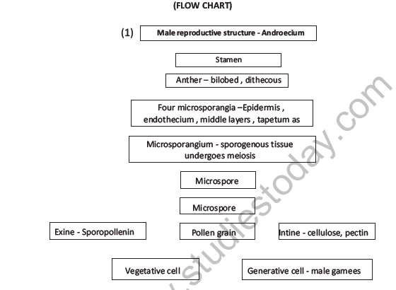 CBSE Class 12 Biology Sexual Reproduction In Flowering Plants Worksheet Set F 5