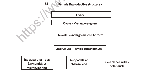 CBSE Class 12 Biology Sexual Reproduction In Flowering Plants Worksheet Set F 6