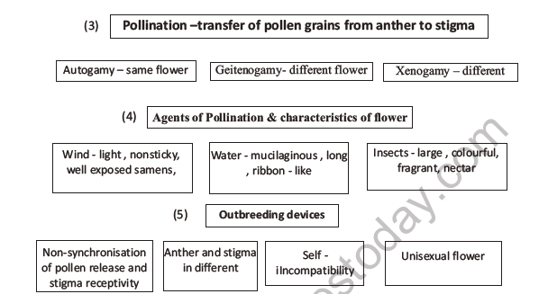 CBSE Class 12 Biology Sexual Reproduction In Flowering Plants Worksheet Set F 7