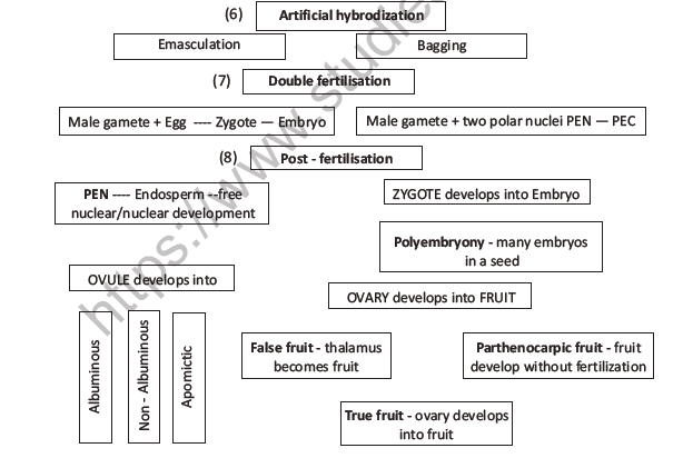 CBSE Class 12 Biology Sexual Reproduction In Flowering Plants Worksheet Set F 8