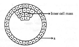 CBSE Class 12 Biology Sexual Reproduction In Human Beings Worksheet 2