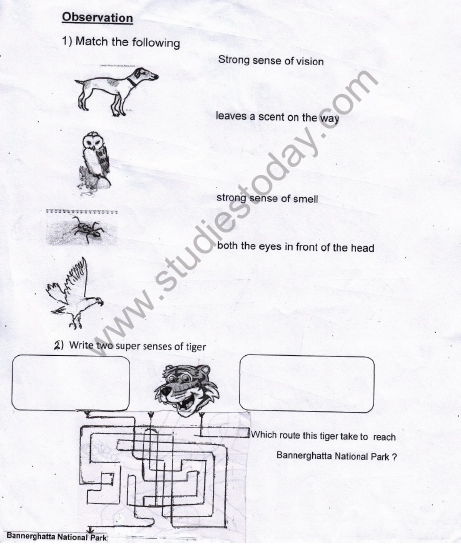 CBSE Class 5 EVS Revision Worksheet- Super Senses 2