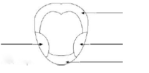 CBSE Class 5 EVS Worksheet - Super Senses 1