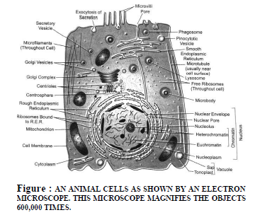 CBSE Class 9 Science The Cell Exam Notes