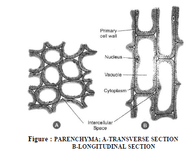 CBSE Class 9 Science Tissue Exam Notes