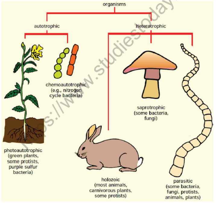 CBSE-Class-10-Science-Life-Processes-Notes