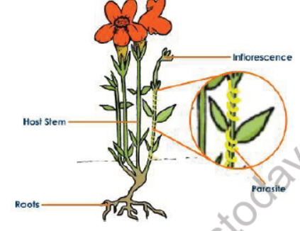 CBSE Class 10 Science Life Processes Notes Set E