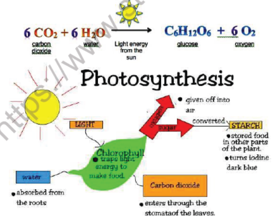 CBSE Class 10 Science Life Processes Notes Set E