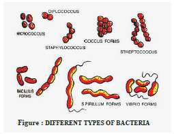 Class 8 Science Microorganisms Exam Notes