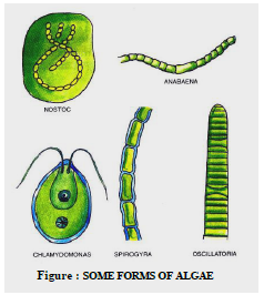 Class 8 Science Microorganisms Exam Notes