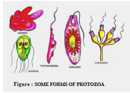 Class 8 Science Microorganisms Exam Notes