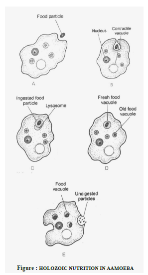 Class 10 Science Nutrition Exam Notes_1