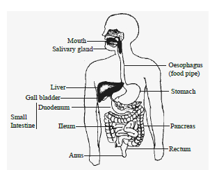 Class 10 Science Nutrition Exam Notes_2