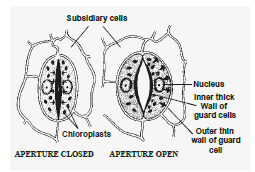 Class 10 Science Nutrition Exam Notes_4