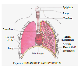 Class 10 Science Respition Exam Notes