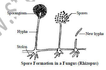 Class 10 Science Reproduction Exam Notes