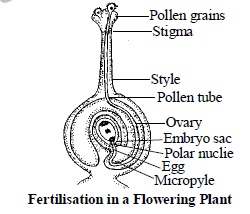 Class 10 Science Reproduction Exam Notes