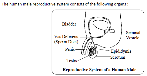 Class 10 Science Reproduction Exam Notes