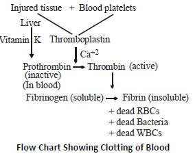 Class 10 Science Transportation Exam Notes