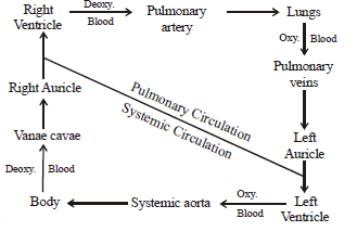 Class 10 Science Transportation Exam Notes