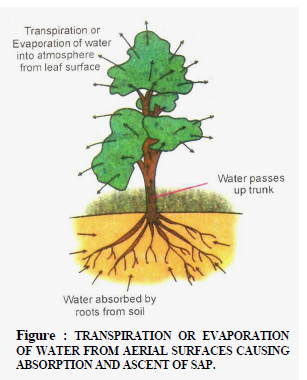 Class 10 Science Transportation Exam Notes