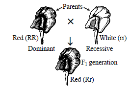 Class 10 Science Heredity and Evolution Exam Notes