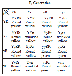 Class 10 Science Heredity and Evolution Exam Notes