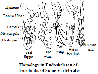 Class 10 Science Heredity and Evolution Exam Notes