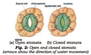 Class 7 Science Nutrition in Plants Chapter Notes