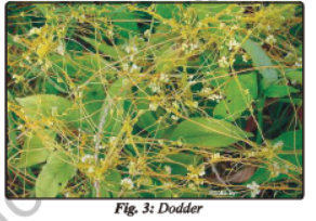 Class 7 Science Nutrition in Plants Chapter Notes