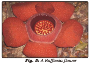 Class 7 Science Nutrition in Plants Chapter Notes