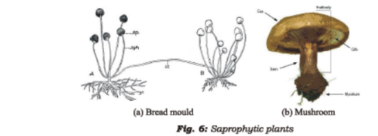 Class 7 Science Nutrition in Plants Chapter Notes