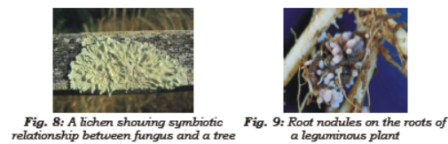 Class 7 Science Nutrition in Plants Chapter Notes