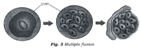 Class 7 Science Reproduction in Plants Chapter Notes