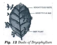 Class 7 Science Reproduction in Plants Chapter Notes