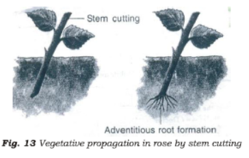 Class 7 Science Reproduction in Plants Chapter Notes