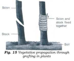 Class 7 Science Reproduction in Plants Chapter Notes