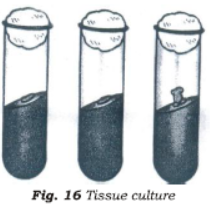 Class 7 Science Reproduction in Plants Chapter Notes