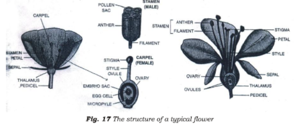 Class 7 Science Reproduction in Plants Chapter Notes