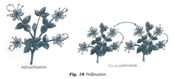 Class 7 Science Reproduction in Plants Chapter Notes