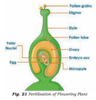 Class 7 Science Reproduction in Plants Chapter Notes