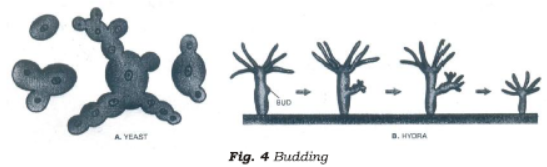 Class 7 Science Reproduction in Plants Chapter Notes