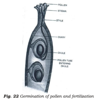 Class 7 Science Reproduction in Plants Chapter Notes