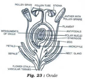Class 7 Science Reproduction in Plants Chapter Notes
